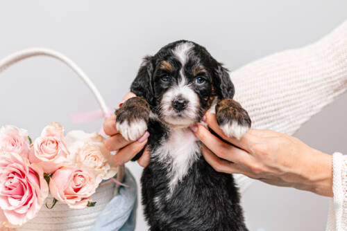 5litter 5В7205тедди 3