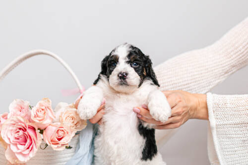 5litter 8В7073тоби 2