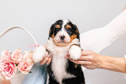 6litter 2g7201зури 1