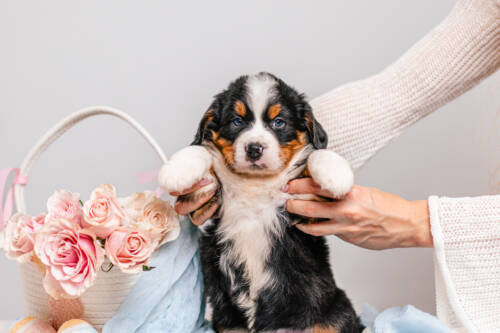 6litter 8В7202зорро 2