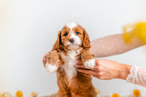 cavapoo puppy2