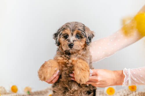 1litter 1g4314 Bernedoodle puppies 3