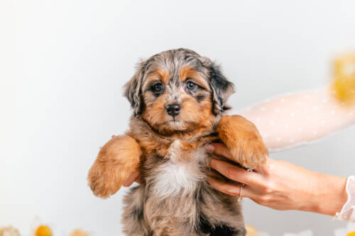 1litter 2b4317 Bernedoodle puppies 3