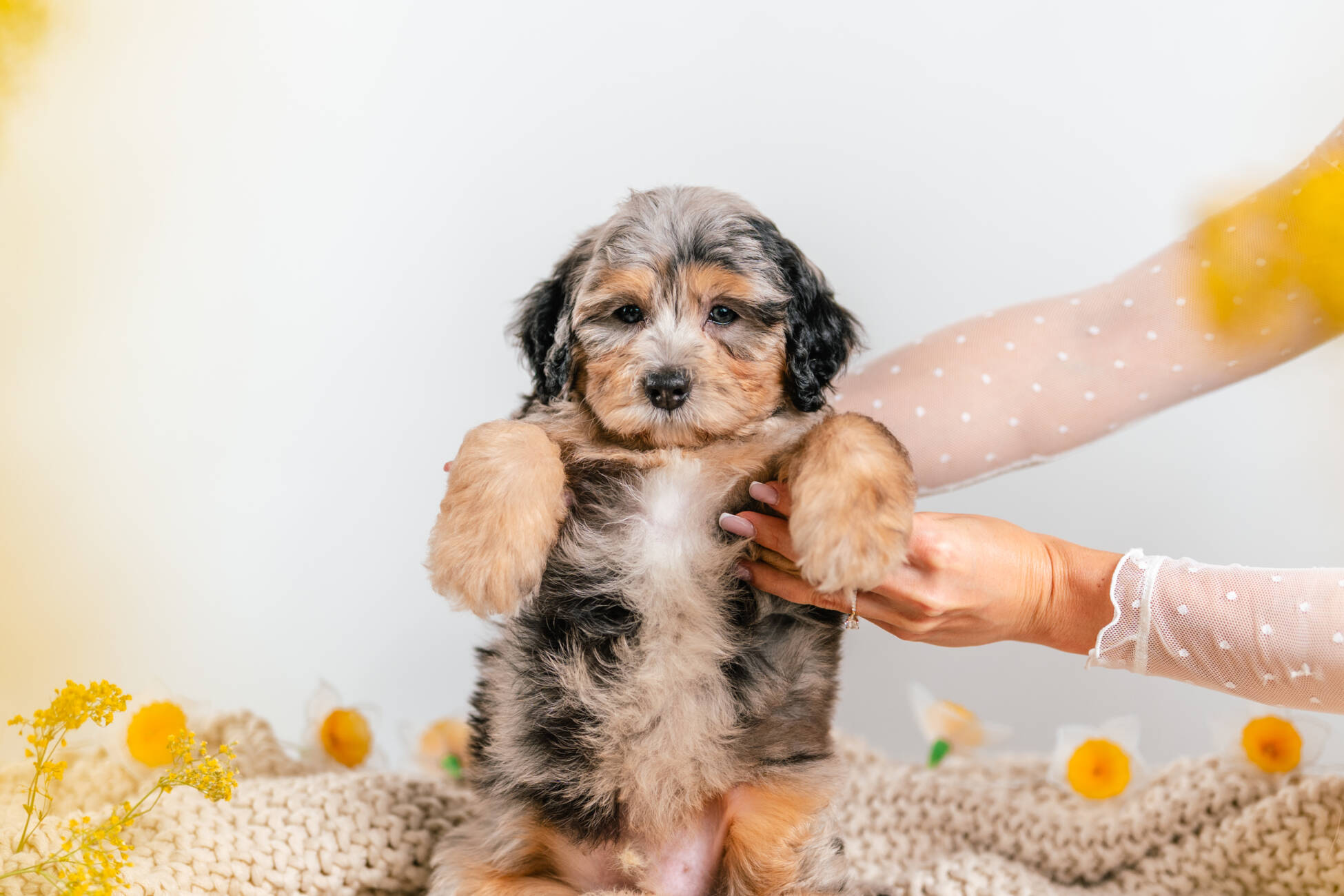 1litter 3b4315 Bernedoodle puppies 4