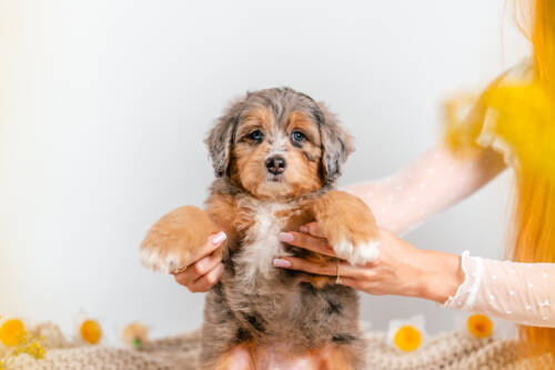 1litter 4b4491 Bernedoodle puppies 2