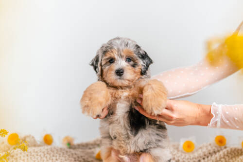 1litter 5b4318 Bernedoodle puppies 3