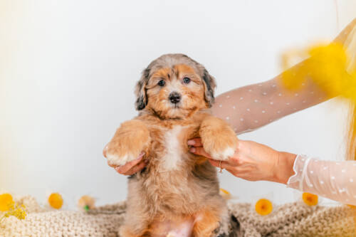 1litter 6b4489 Bernedoodle puppies 2