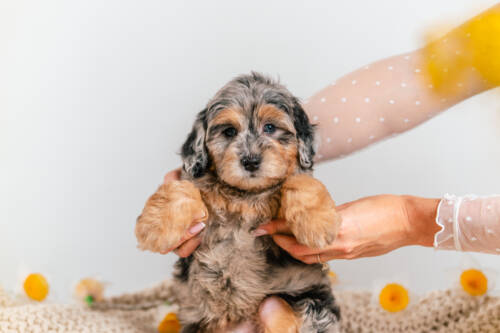 1litter 7b4319 Bernedoodle puppies 3