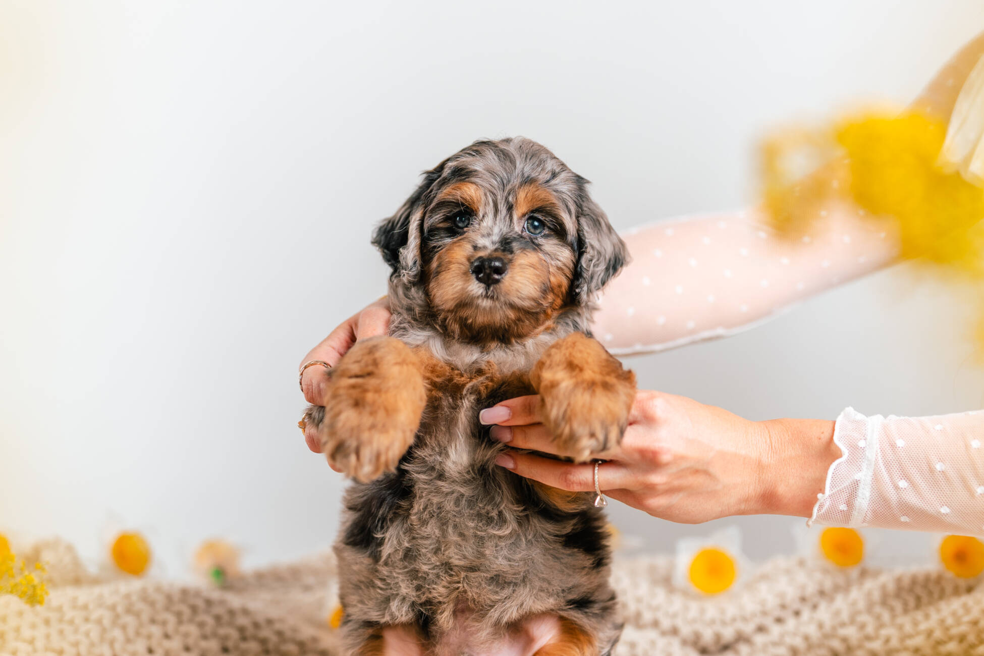 1litter 8b4316 Bernedoodle puppies 3