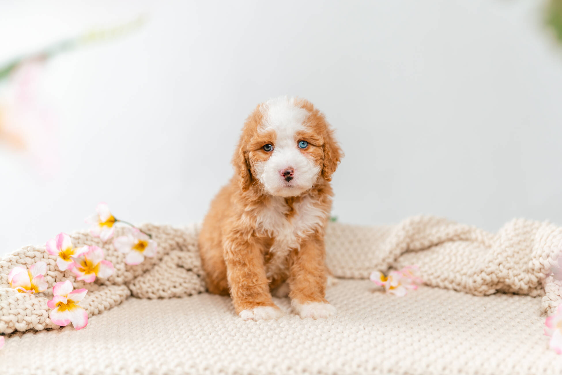 2l 5b4309peanut 5