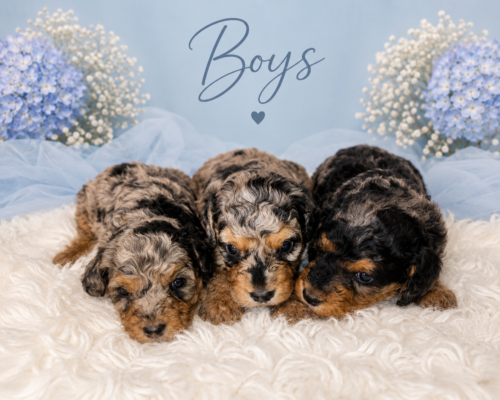 mini-bernedoodle-males
