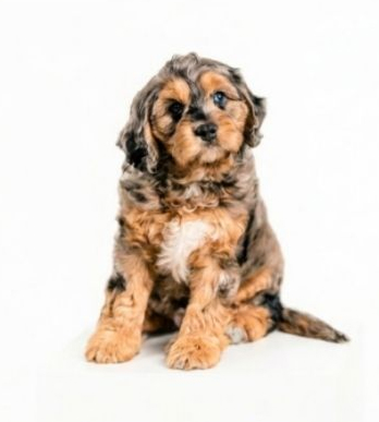 cavapoo