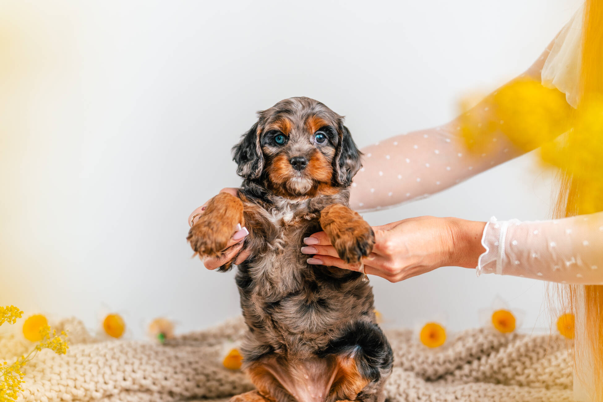 cavapoo puppy merle 3