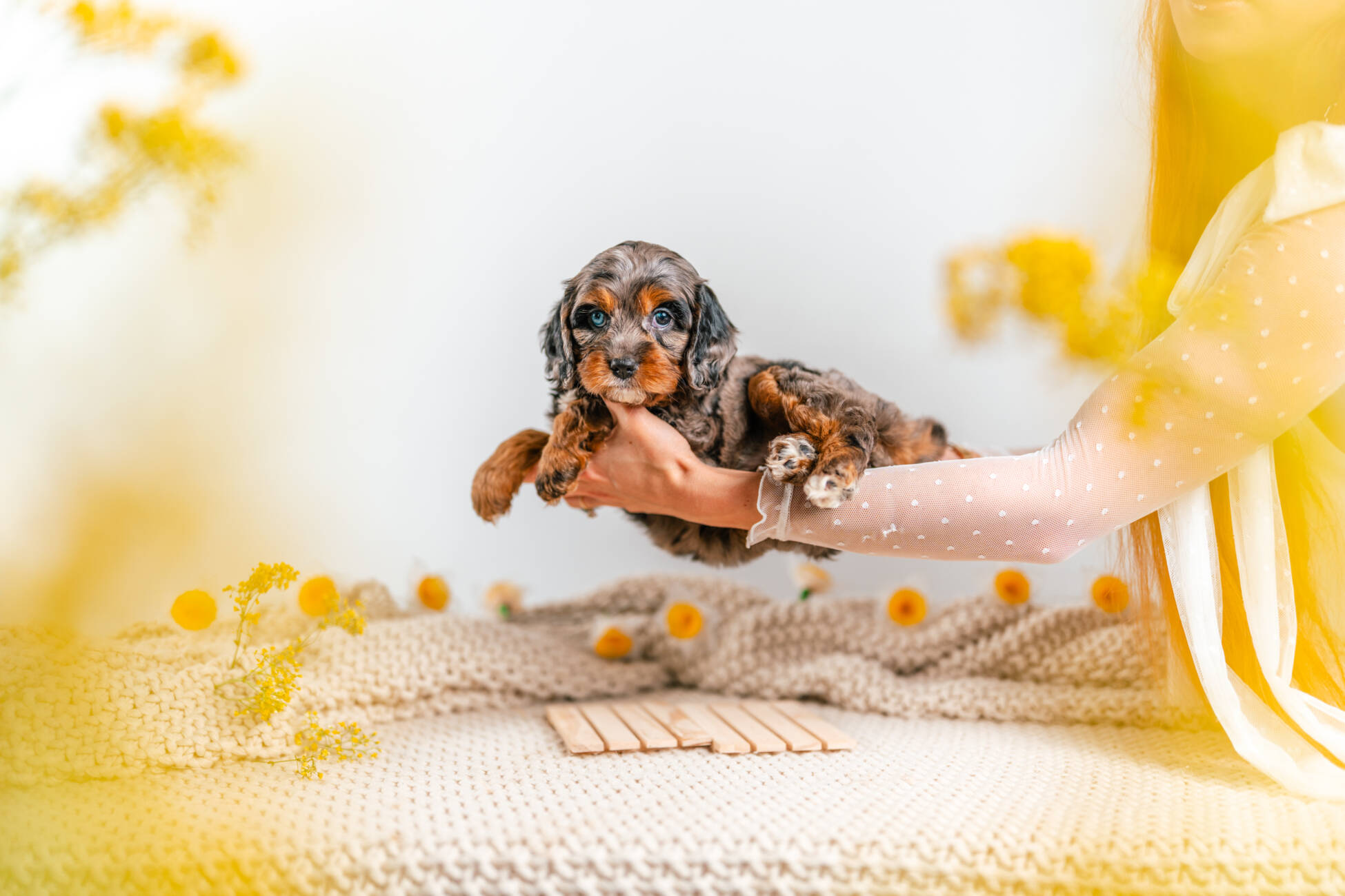 cavapoo puppy merle 4