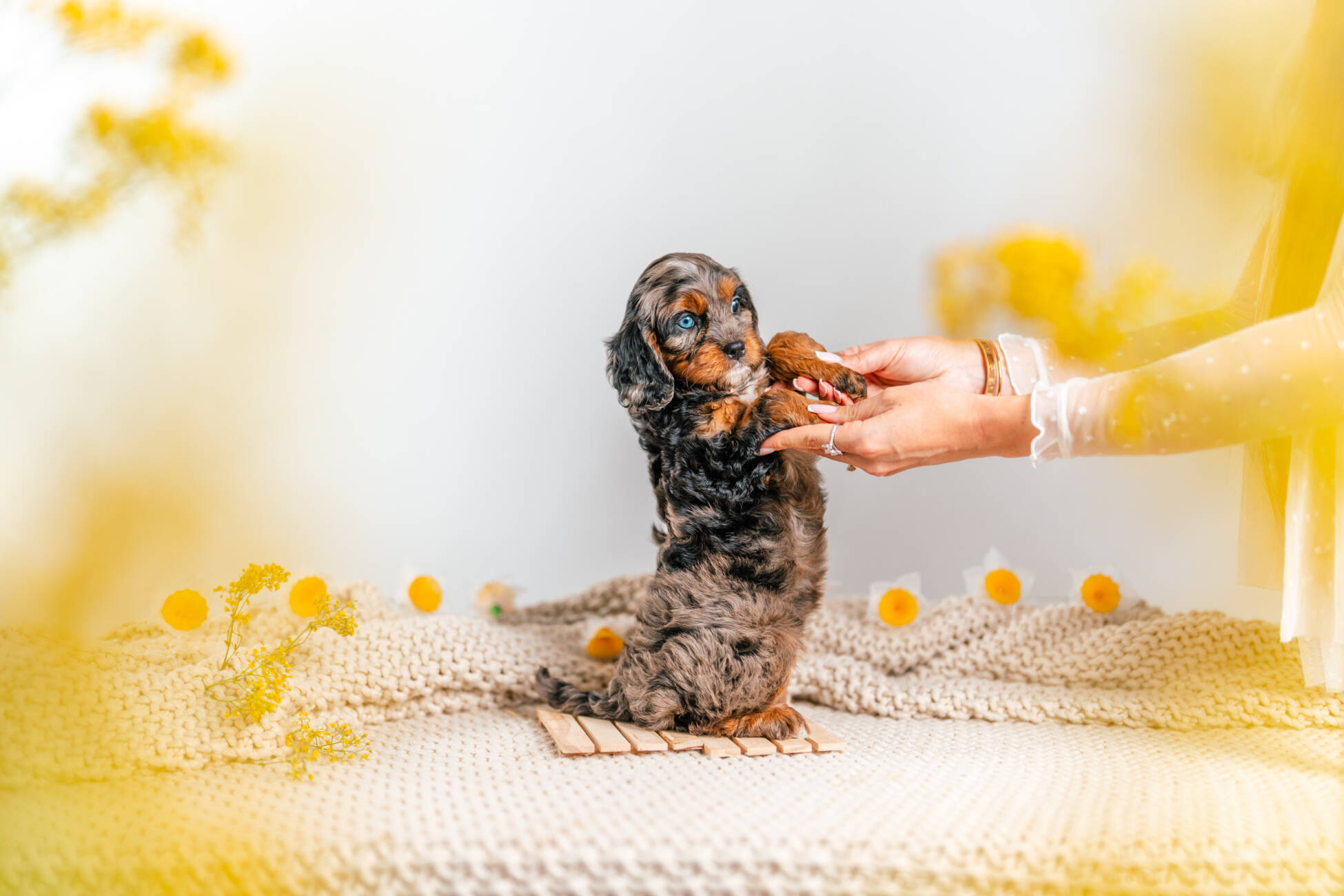 cavapoo puppy merle 5