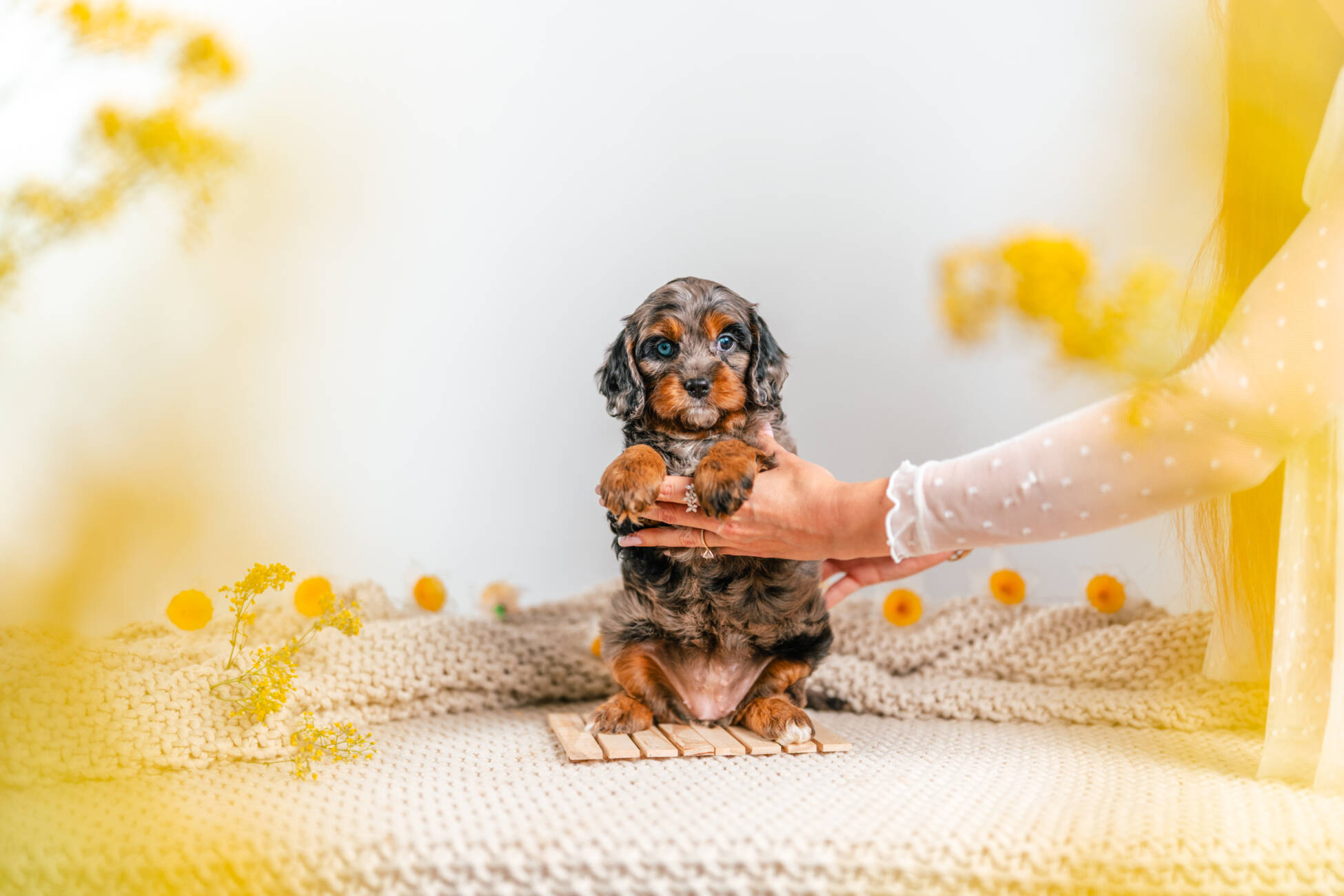 cavapoo puppy merle
