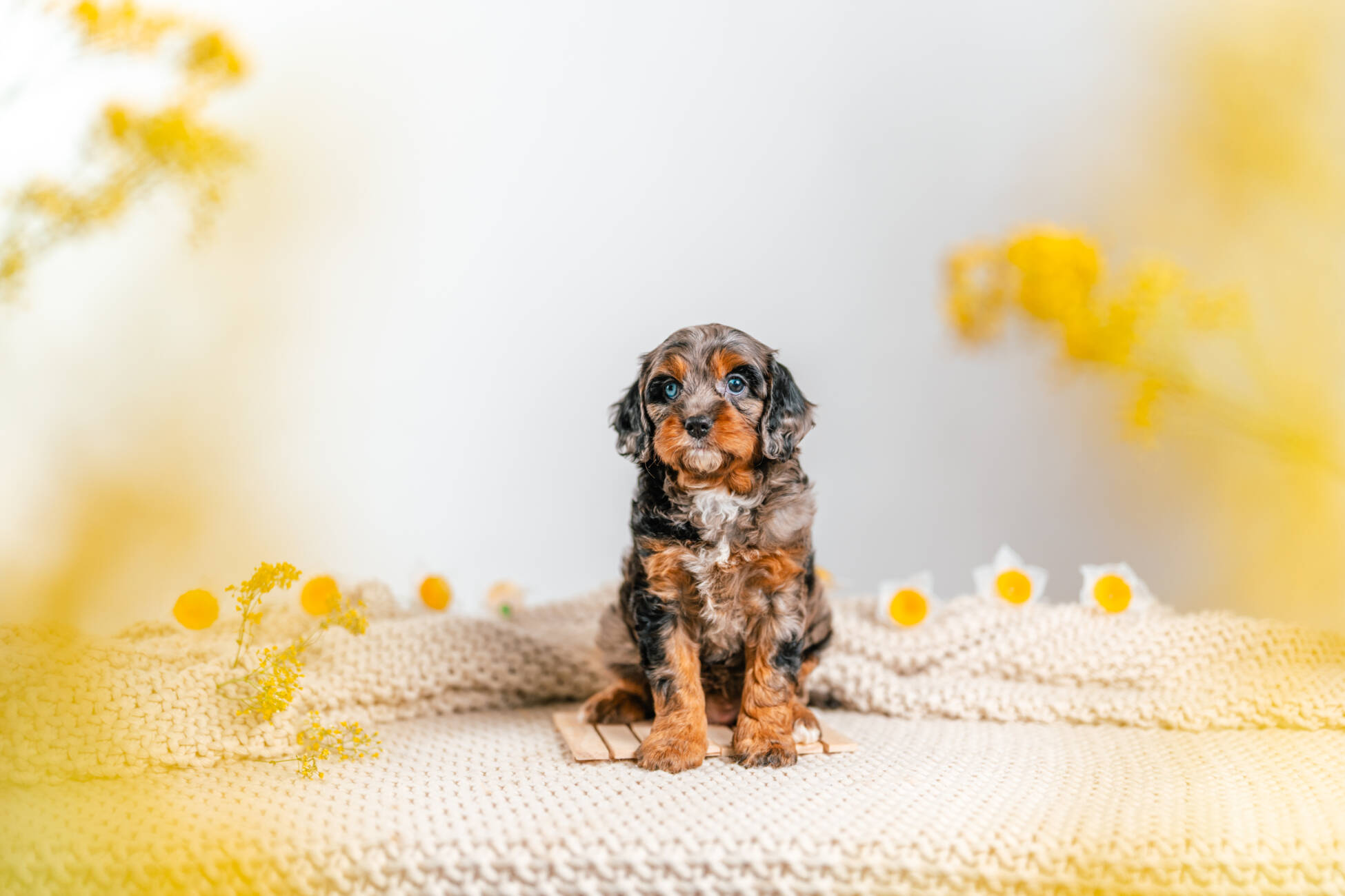 cavapoo puppy merle1