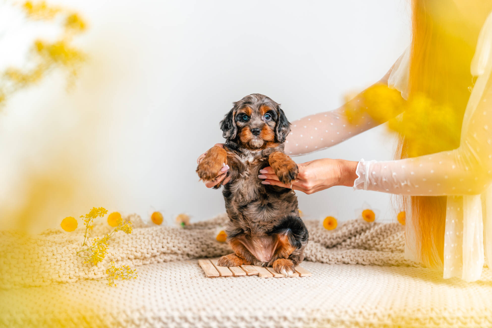 cavapoo puppy merle2