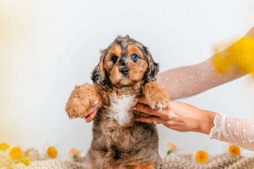 cavapoo teddy bear2