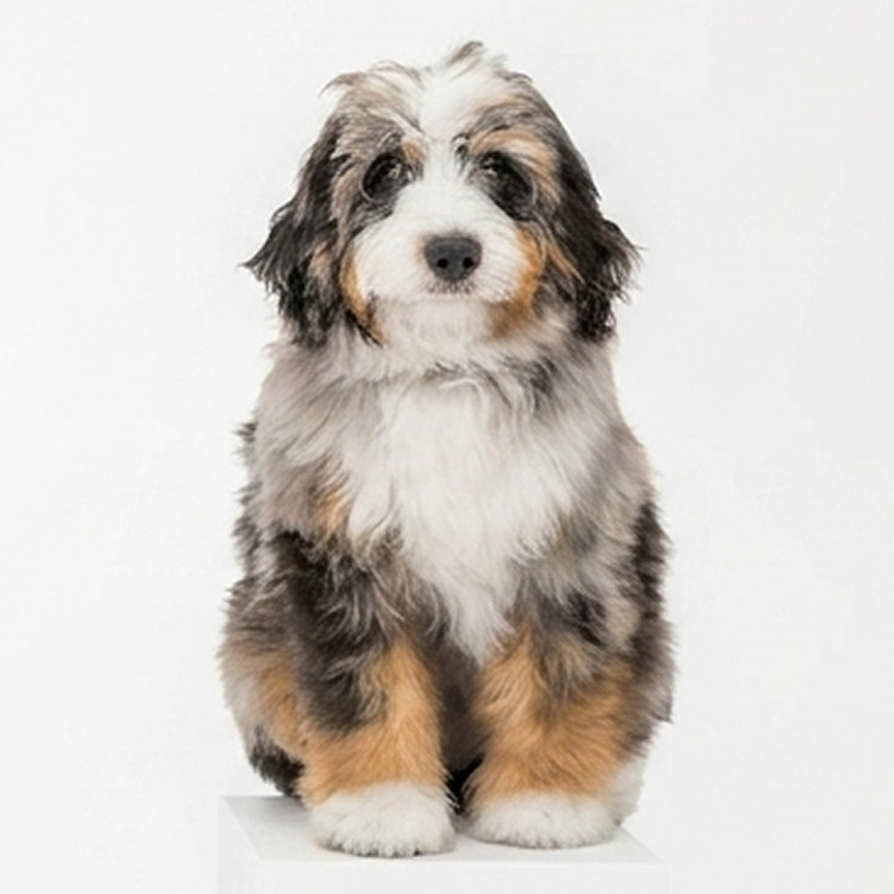 standard bernedoodle