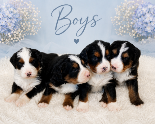 ultra bernedoodle boys