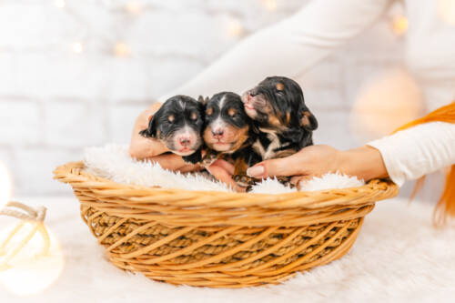 1litter 1boys 9