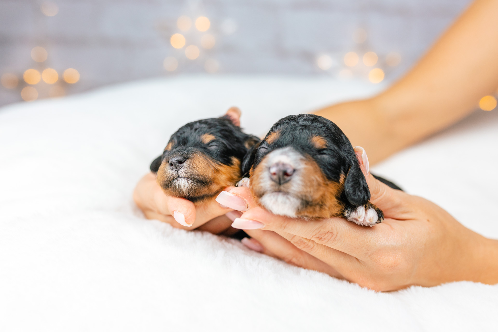 2litter 1 2