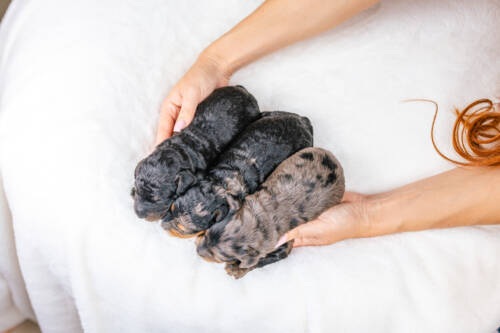 2litter 2 2