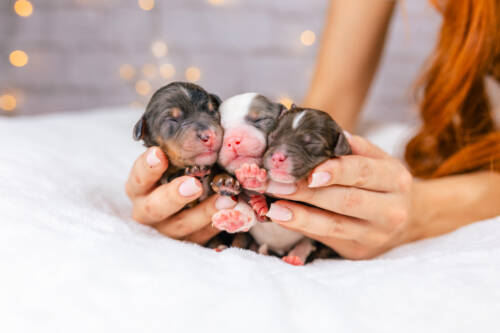 3litter 1 3