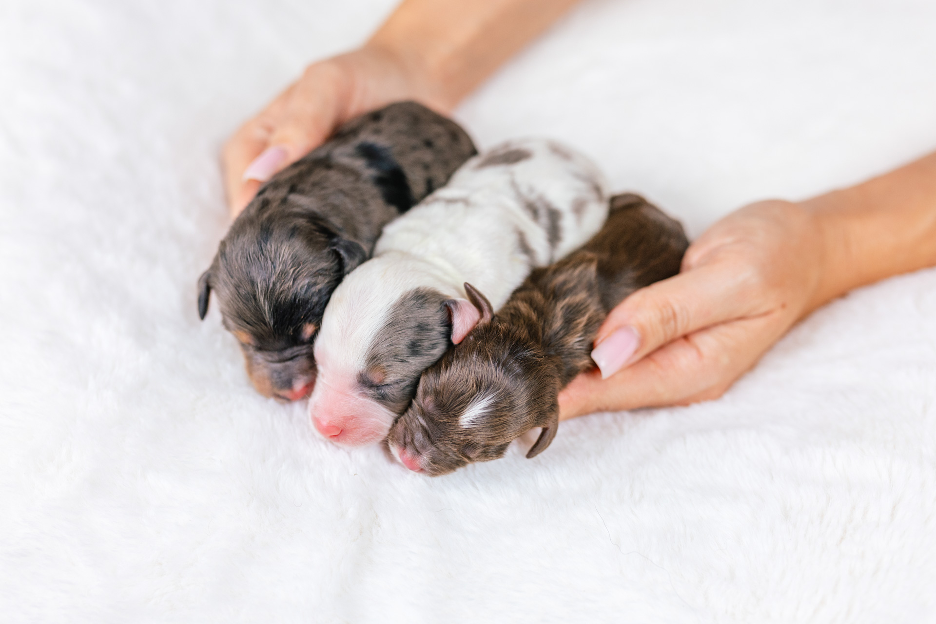 3litter 1 4
