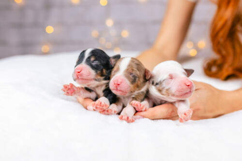 3litter 3