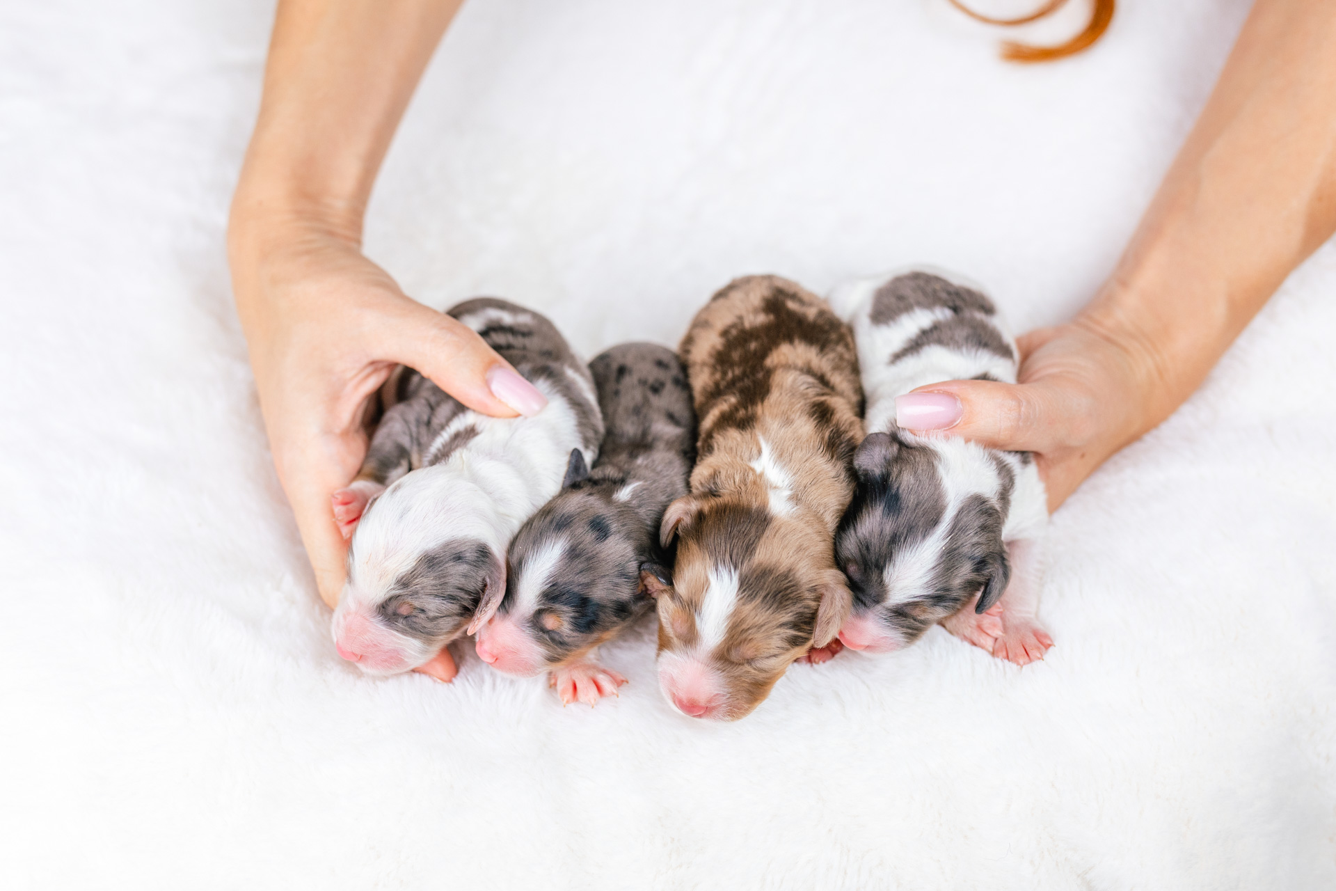 3litter 4 4