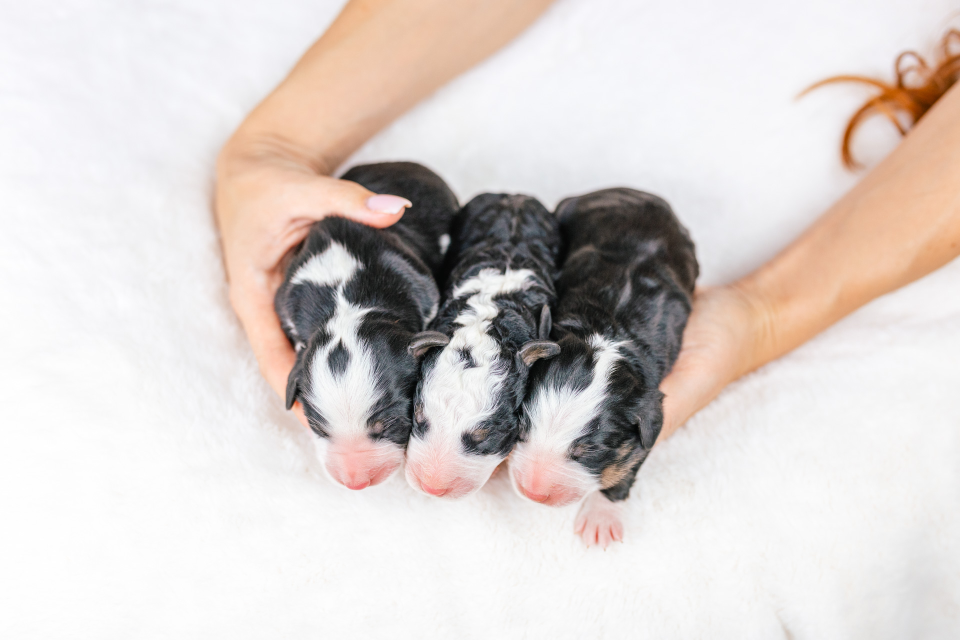 4litter 2 3