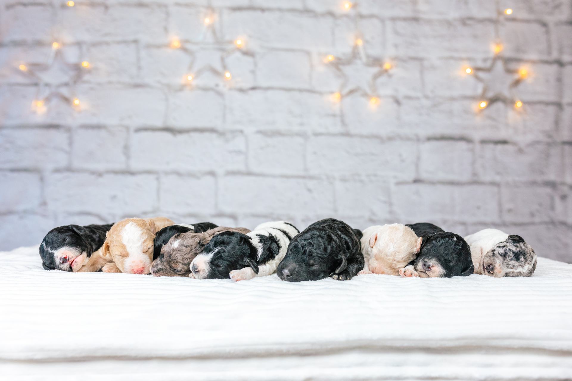 5litter