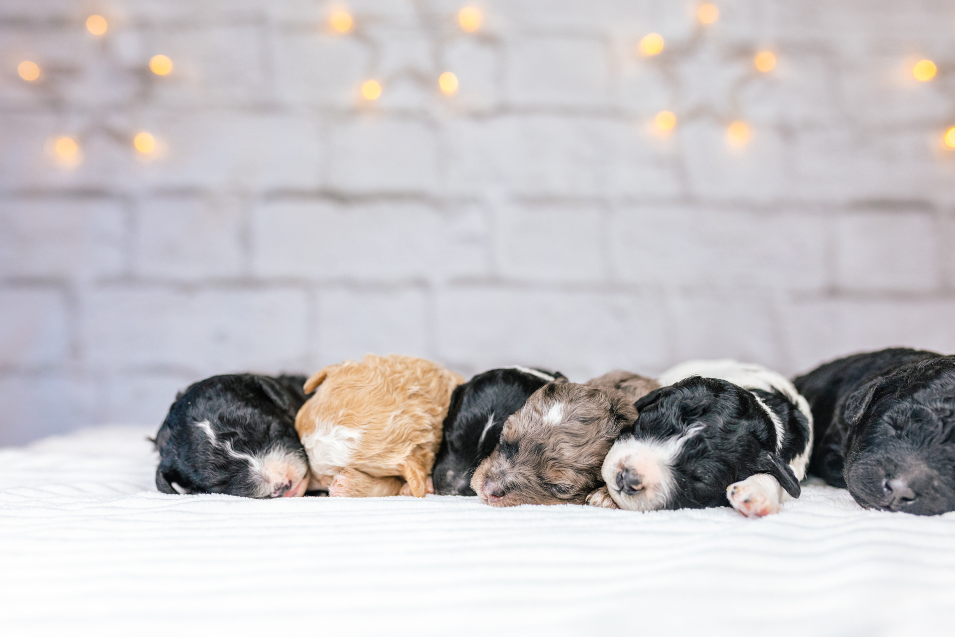 5litter 1