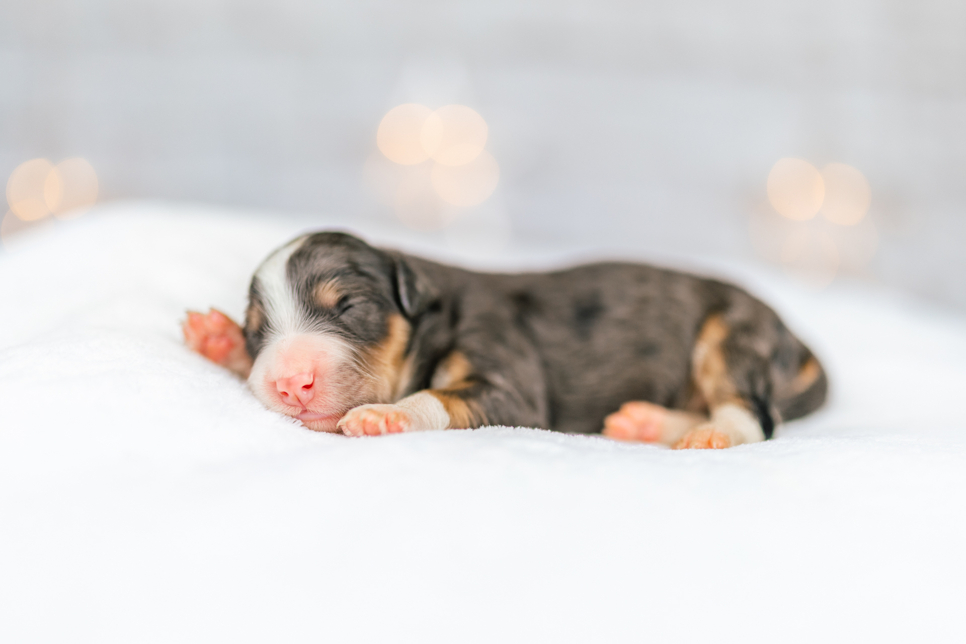 7litter 1girl1 1