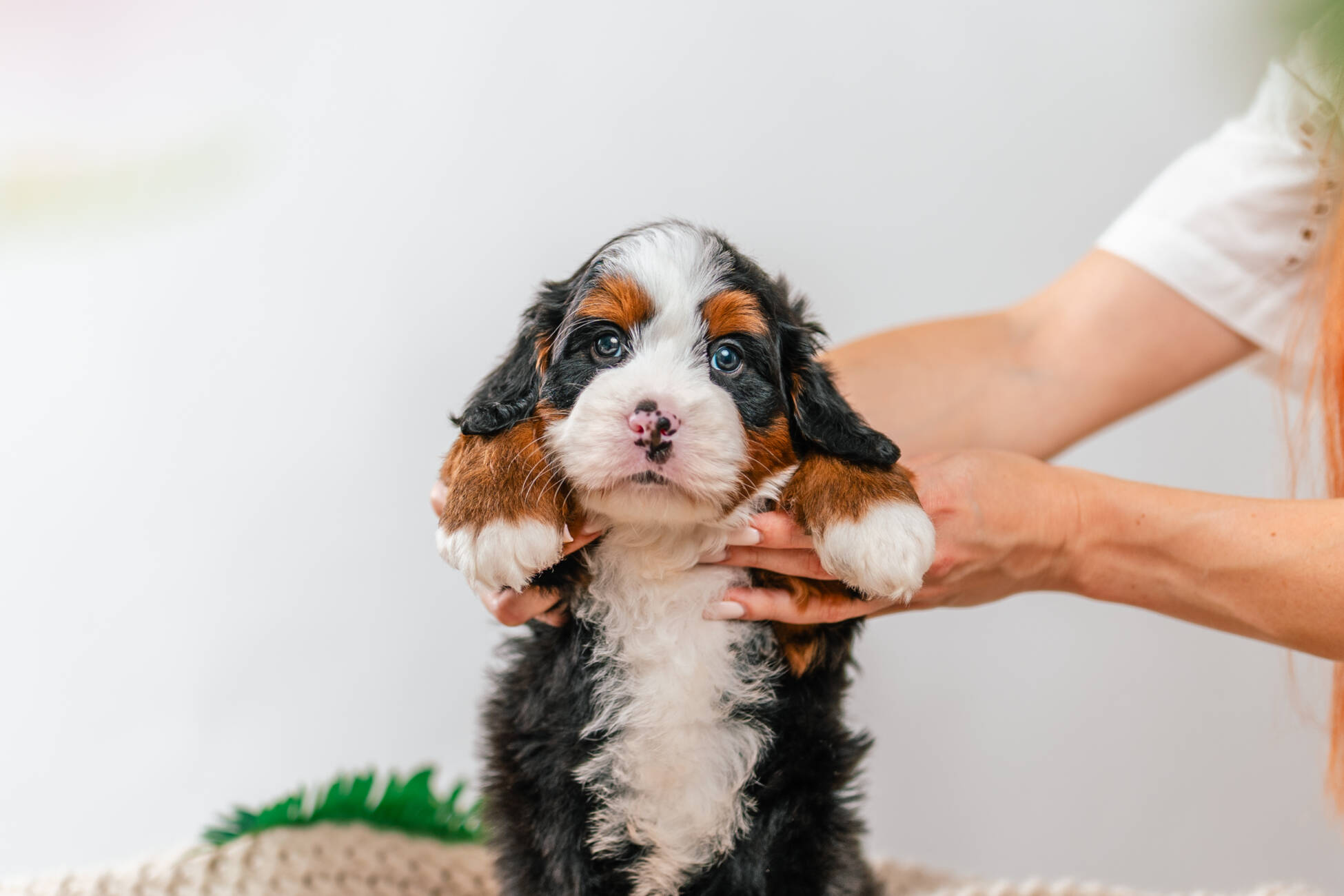 Mini Bernedoodle Boy