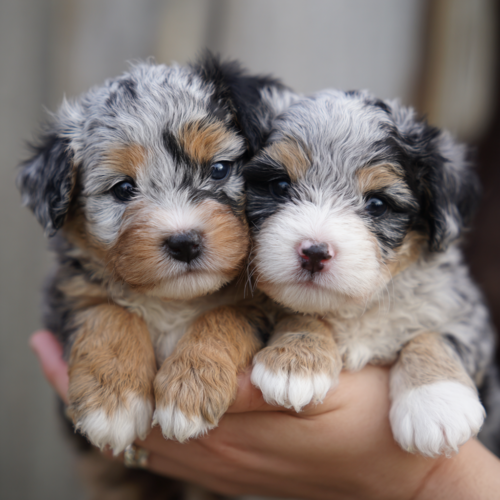 August micro merle