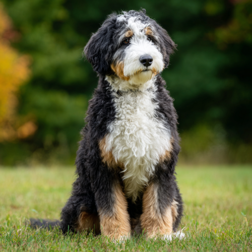 standardbernedoodlegirl