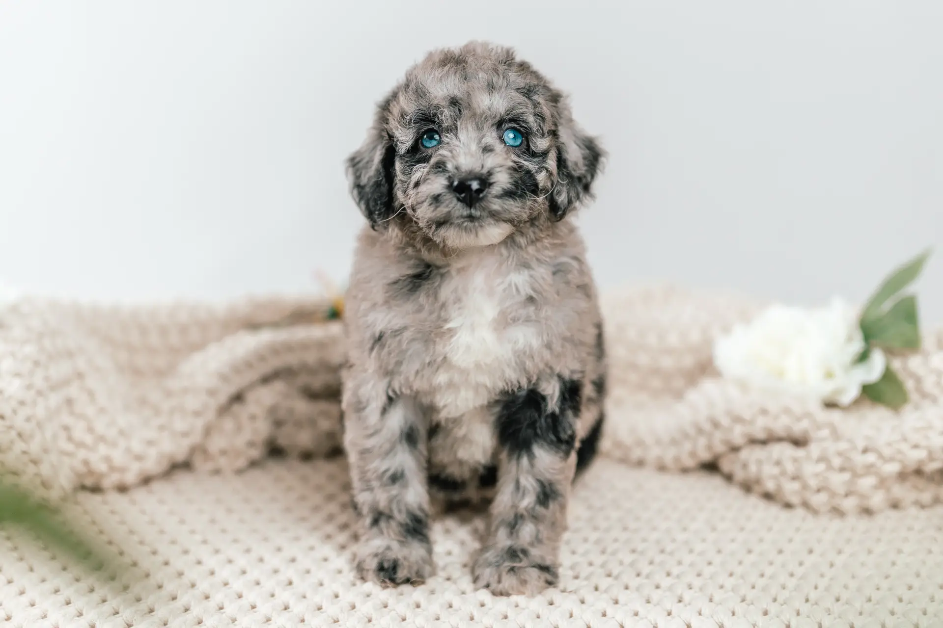 1l 5g7329mona 2