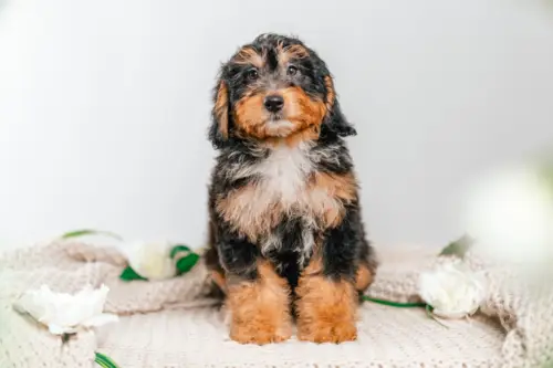 1l 6g7319penelope 2