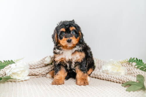 5l 2g7319penelope 2
