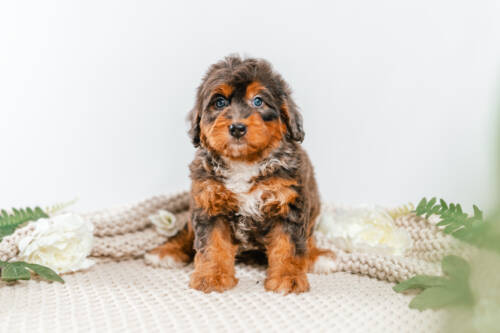 5l 3g7279paige 1