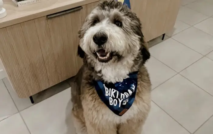 Beau Bernedoodle