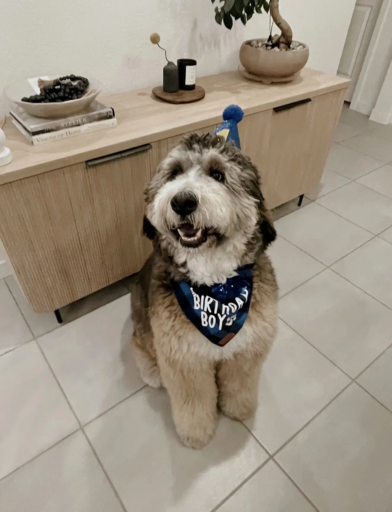 Beau Bernedoodle