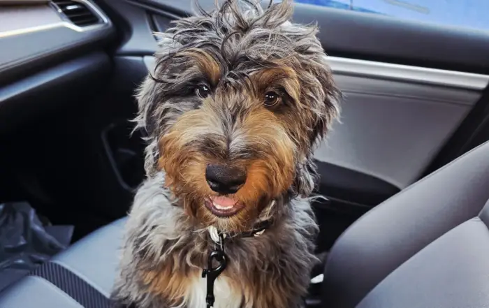 Toby2
