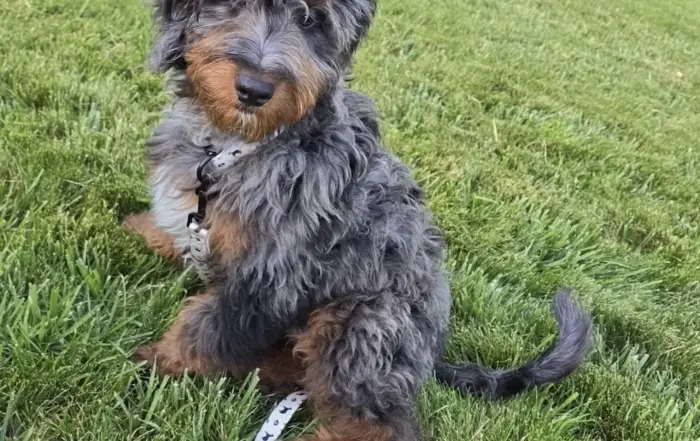 Toby4