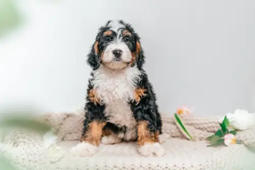 3l 2g5368duffy 2