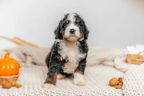 4l 8 5469muffin 1