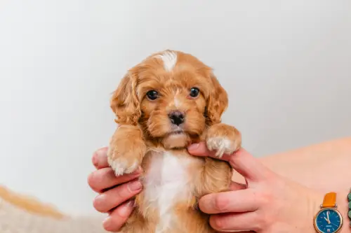 5l 2 5360 5406goldie 3